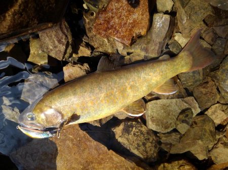 渓流ミノーイング